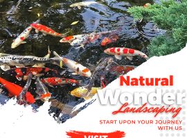 Asian Style Koi Pond